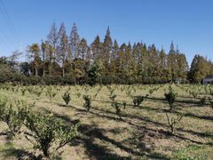 -前小桔亲子创意农场·草莓采摘·露营烧烤