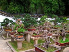 -扬州大运河文化旅游度假区·盆景园