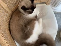 -共舞时光猫咖·狗咖(新街口店)