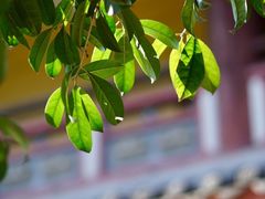 -涂山寺素食餐厅