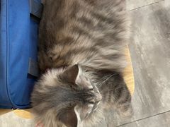 -楼上猫咖(罗湖店)