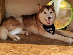 -Husky Go! 哈士奇体验馆·宠物咖啡厅狗咖