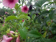 -松山湖梦幻百花洲