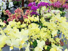 -荷兰花海