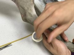 -创凡宠物医院·骨专科  猫科中心(西乡分院)