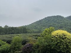 -中国茶叶博物馆(双峰馆区)