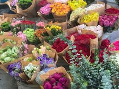 -曲阳花鸟市场(曲阳路店)