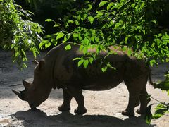-普洱太阳河森林公园