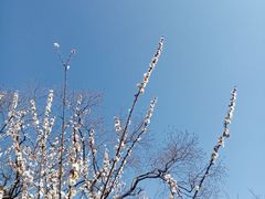 -香雪海