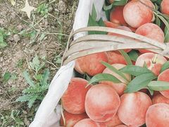 -桃源山庄·水蜜桃采摘·柴火鸡·烧烤团建(龙泉山店)