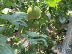 -万源龙顺度假庄园生态观光园