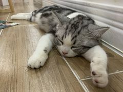 -李小姐の猫咖啡馆(五角场店)