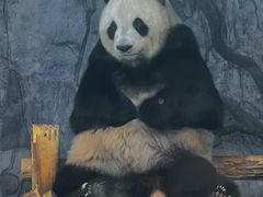 -深圳野生动物园