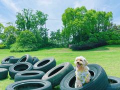 -上海崇明金茂凯悦酒店