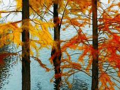 -白鹭湾湿地公园