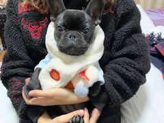 -翊宠yipet猫狗购宠庄园犬舍•猫舍