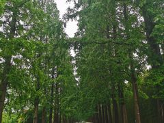 -黄海国家森林公园