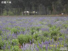 -紫海香堤香草艺术庄园