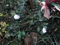 -中国科学院华南植物园