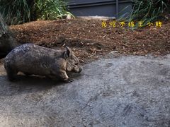 -可伦宾野生动物保护区