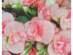 -金陵花卉交易市场
