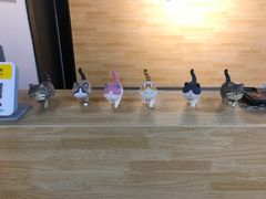 -猫十亿·布偶金渐层·曼基康矮脚猫舍(青年路店)