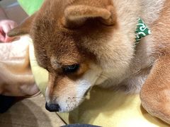 -逗柴咖啡屋·狗咖猫咖宠物桌游
