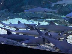 -烟台海昌鲸鲨海洋公园