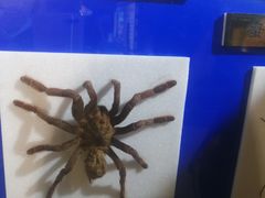 -上海昆虫博物馆