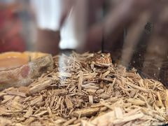 -帕帕拉兹宠物(亚洲旗舰店)