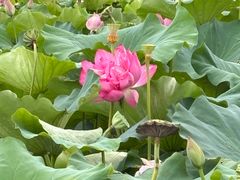 -荷塘月色湿地公园·向阳花洲
