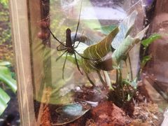 -正佳雨林生态植物园