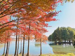 -贡湖湾湿地公园