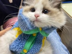 -lincat·猫舍(广州店)
