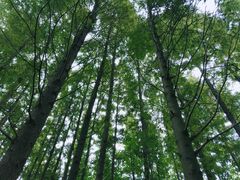 -桤木河湿地公园