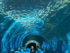 -海棠湾洲际-涛·海底餐厅·美人鱼·自助餐·海底隧道