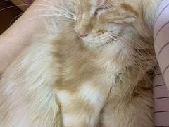 -李小姐の猫咖啡馆(五角场店)