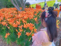 -荷兰花海
