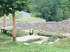 -都江堰中华大熊猫苑