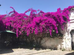 -金谷域澳洲庄园