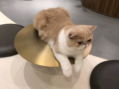 -飞行喵MR PILOT|猫舍·猫咖(静安大融城店)