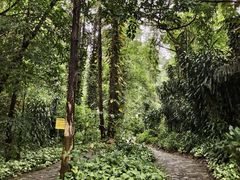 -莫里热带雨林景区