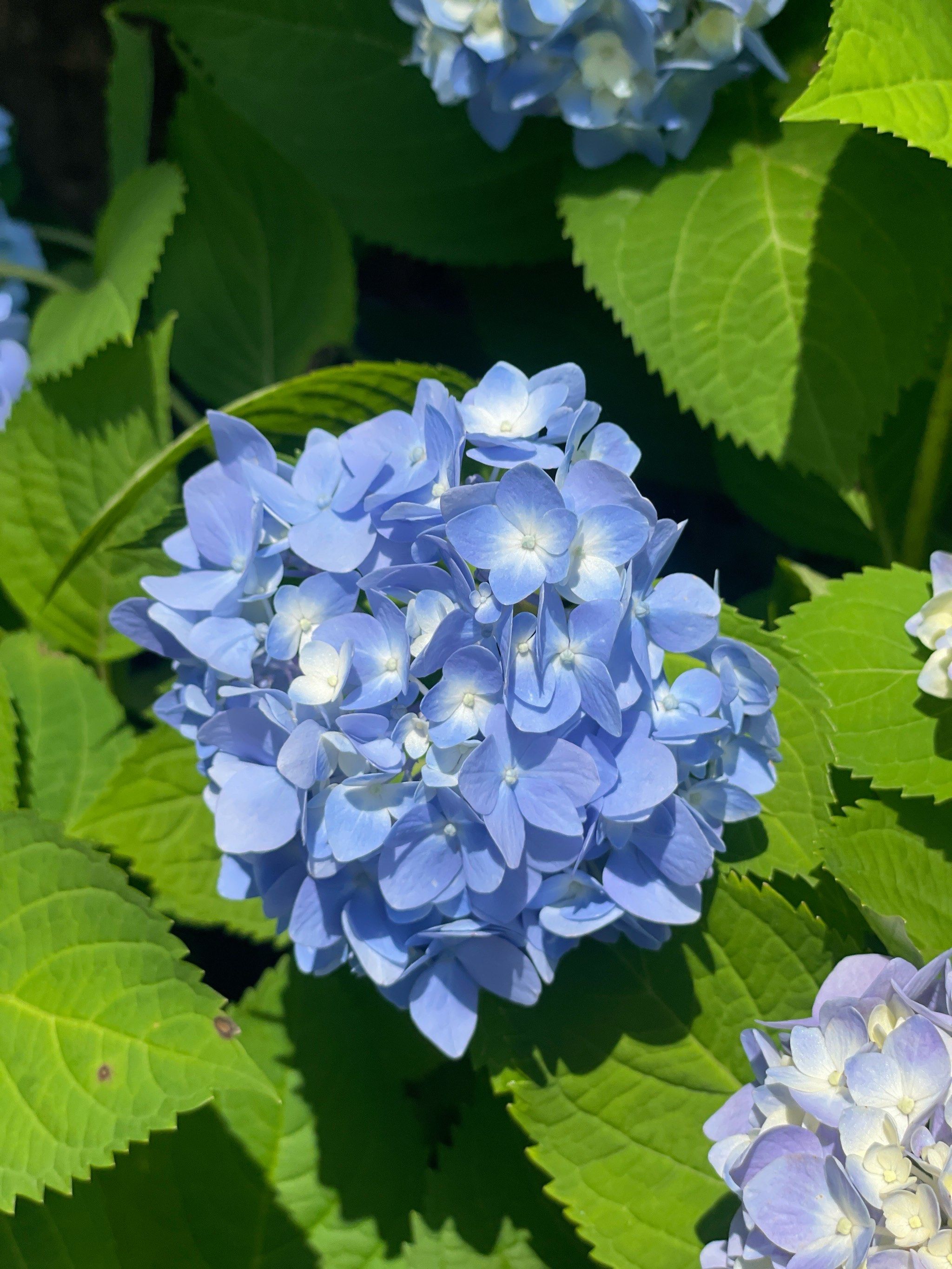 盛开的蓝色花卉