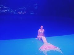 -芜湖新华联大白鲸海洋公园