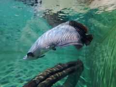 -上海海洋水族馆