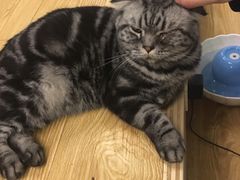 -萌喵宠狗爱心宠咖