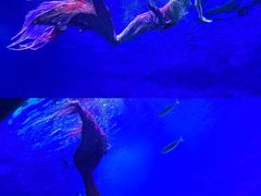 -海合安武汉极地海洋公园