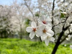 -顾村公园
