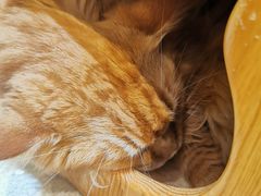 -藏猫猫咖啡主题馆(中央大道店)