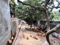 -满記土窑烧鷄波浪山莊